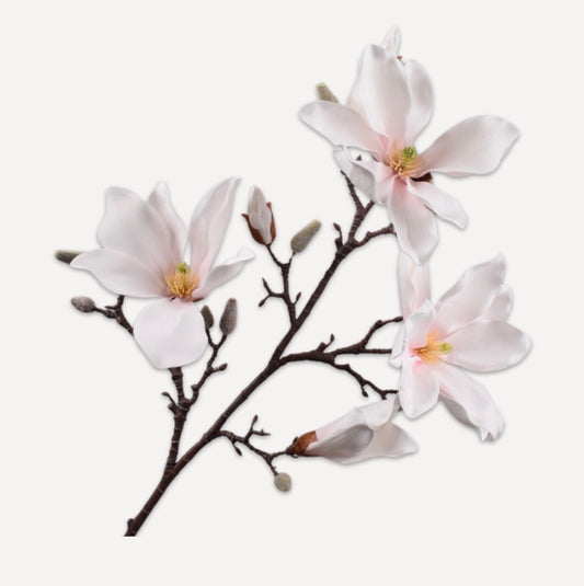 Magnolia
